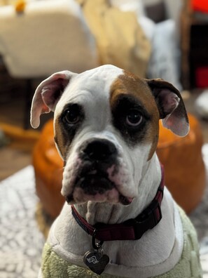 Lemmikkiystävällinen