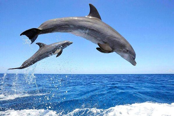 Deux dauphins bondissant hors de l’eau.