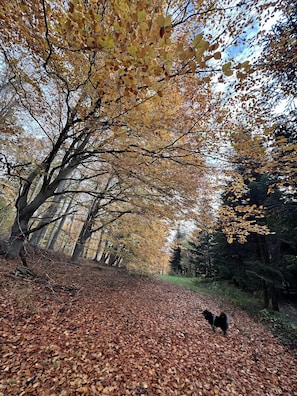 A forest path with trees and fallen leaves.
