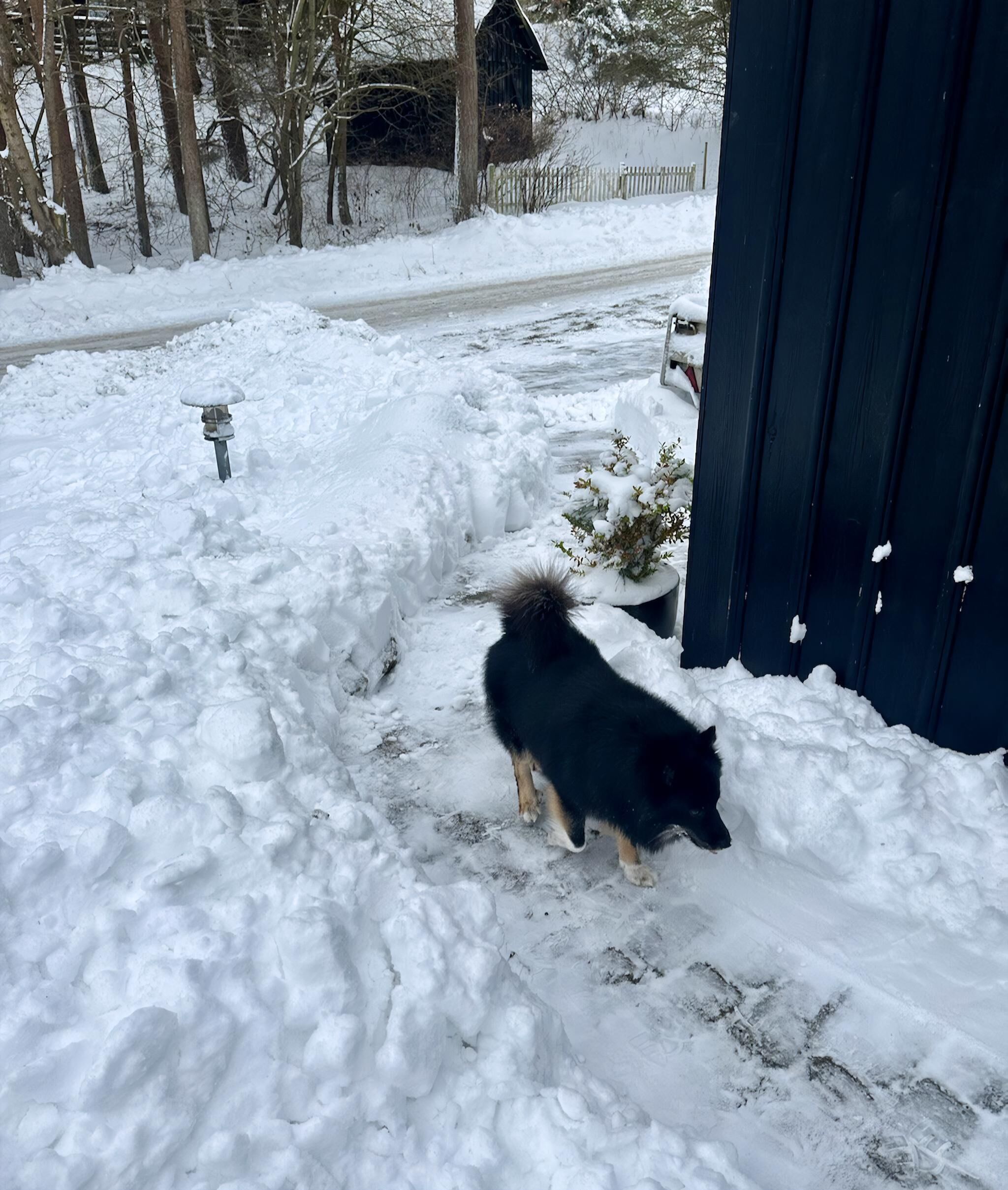 A dog walking on snow-covered ground near a building.