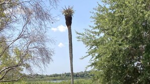 Terraza de madera con vista a un cuerpo de agua tranquilo, árboles y un cielo despejado.