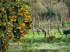 Vineyard - Tiny Escape (Vouzela)