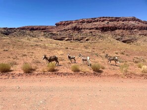 A desert landscape with rocky terrain and sparse vegetation.