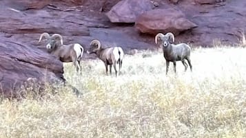 A rocky landscape with bighorn sheep.