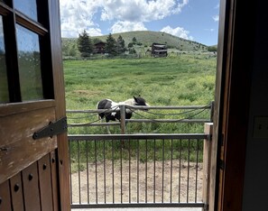 A view through a wooden gate with a metal fence, leading to a grassy field with a horse and a building in the background.