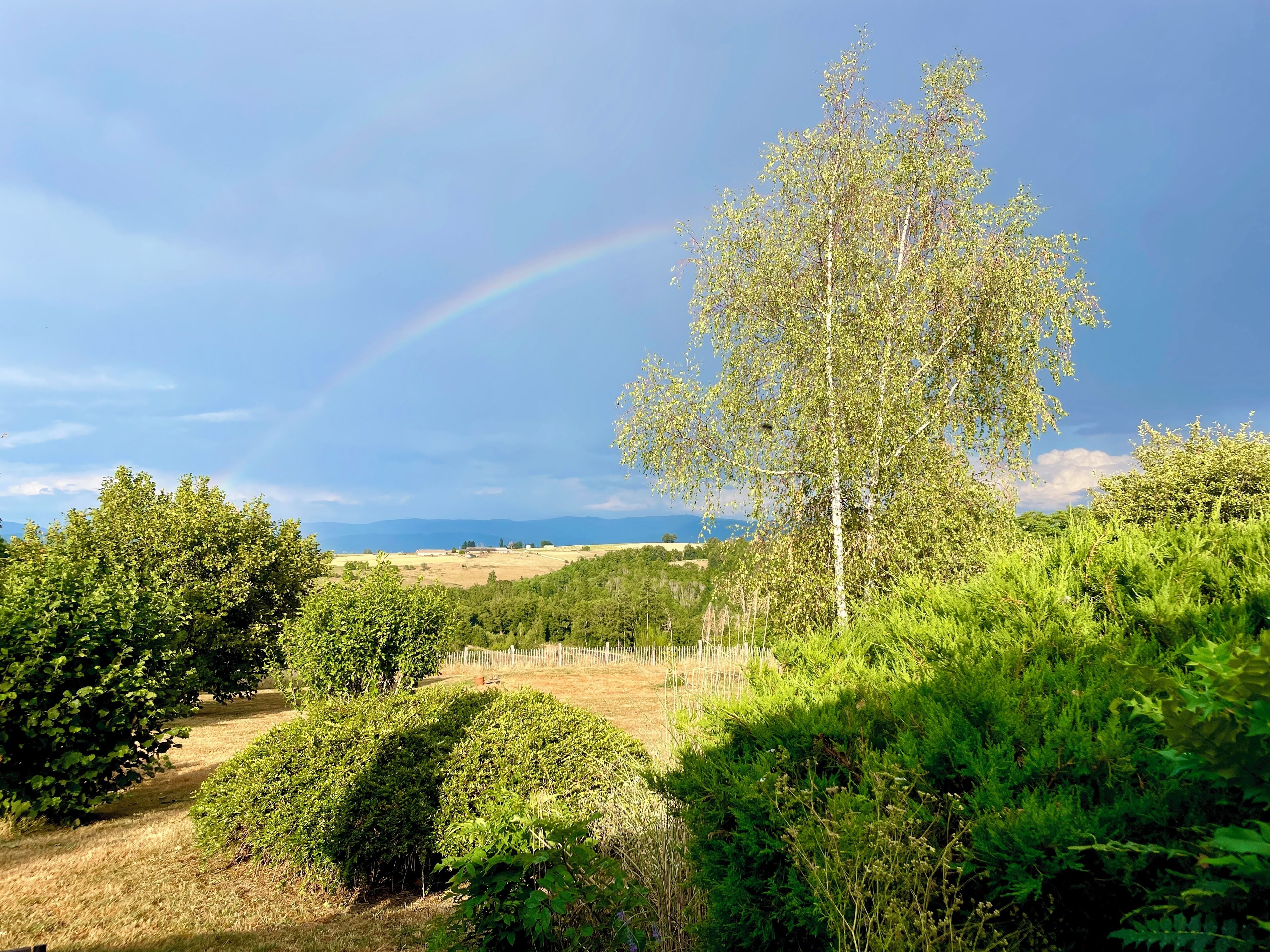 A landscape with a tree, a rainbow, and a fence in the background.
