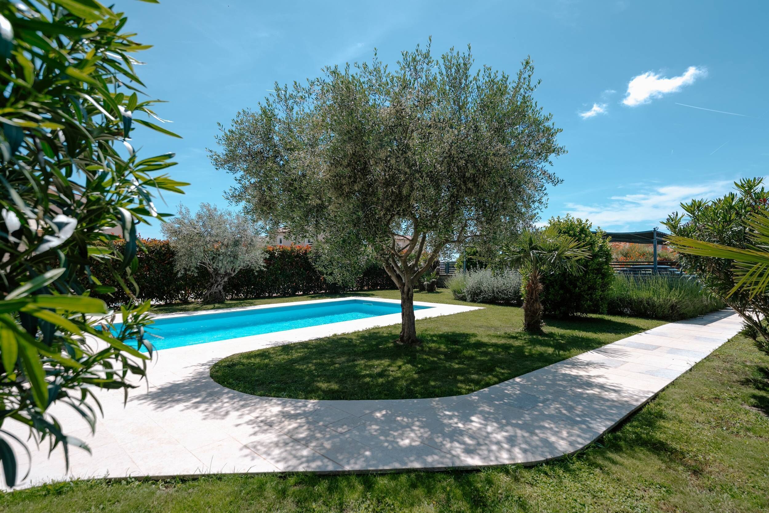Una piscina con bordo bianco, circondata da vegetazione rigogliosa e un albero.