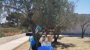 Une piscine gonflable recouverte d’une bâche bleue, avec une échelle et un arbre à proximité.