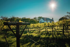 Property grounds - Jabajak (Whitland)