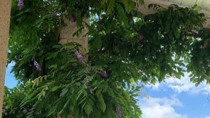 Zona de piscina con una silla de descanso, una maceta grande con plantas florecientes y vistas a la piscina y al paisaje.