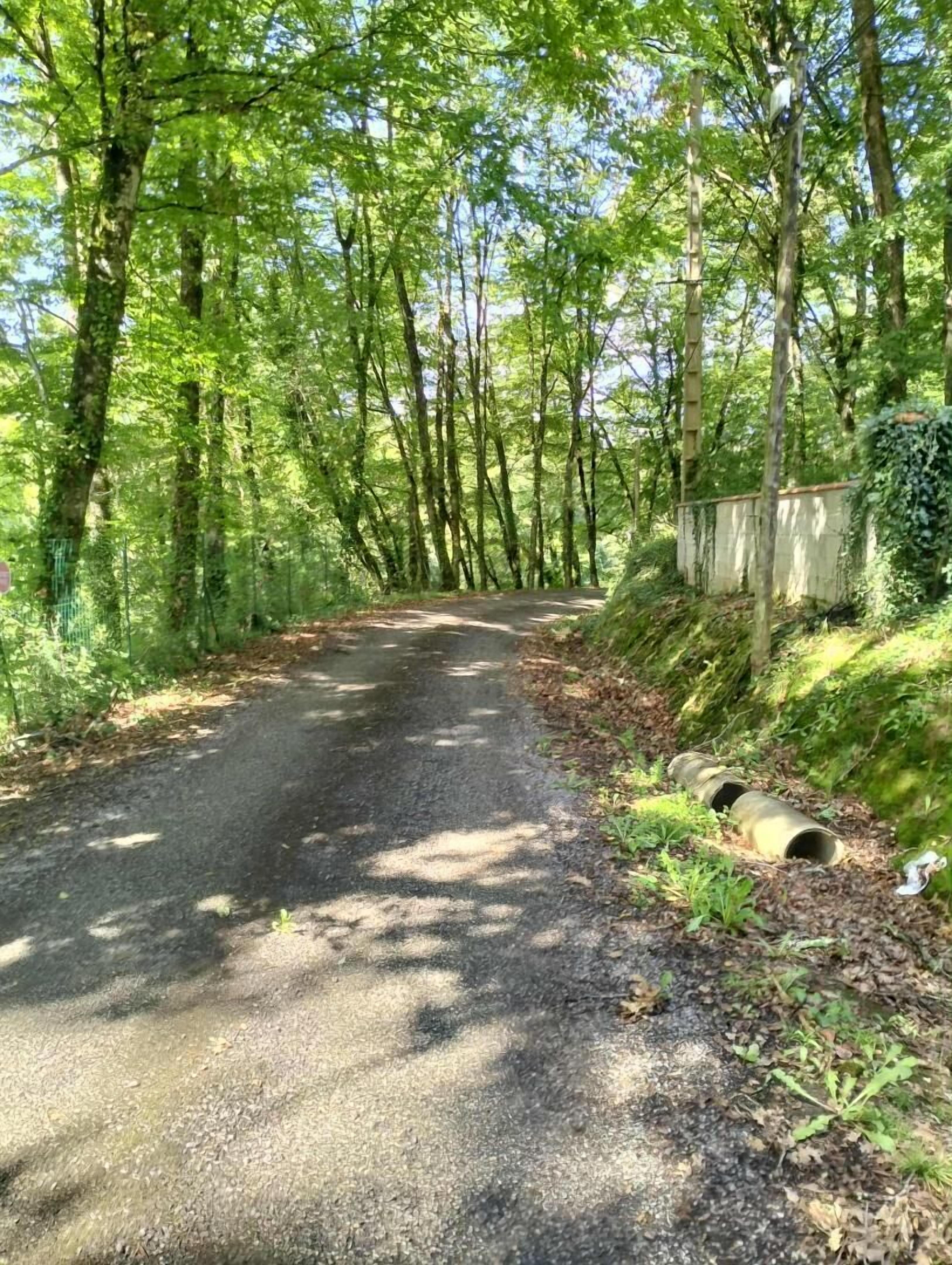 A narrow, paved road surrounded by dense green foliage and trees.