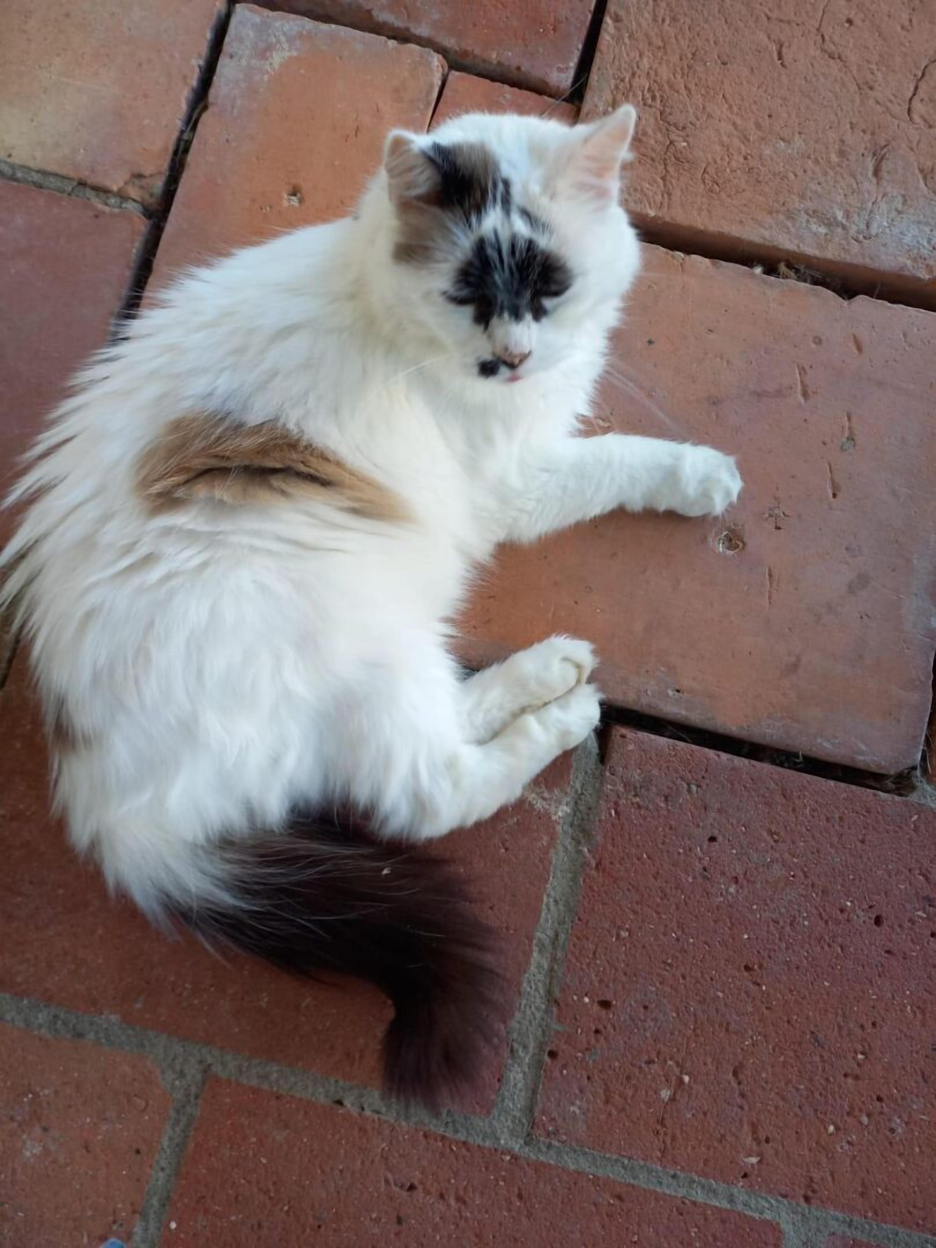 A cat sitting on a brick floor.