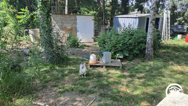 Property grounds - La Vergnère - MONTGAILLARD (MONTGAILLARD)