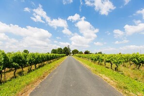 A vineyard with rows of grapevines on either side of a paved road. - Petit Nareye - CADALEN (CADALEN)