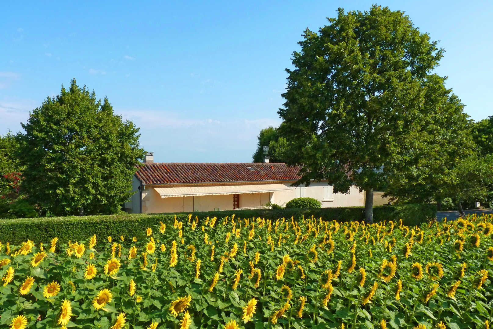 Un bâtiment avec un toit recouvert de tuiles rouges, entouré d’un champ de tournesols et de grands arbres en arrière-plan.