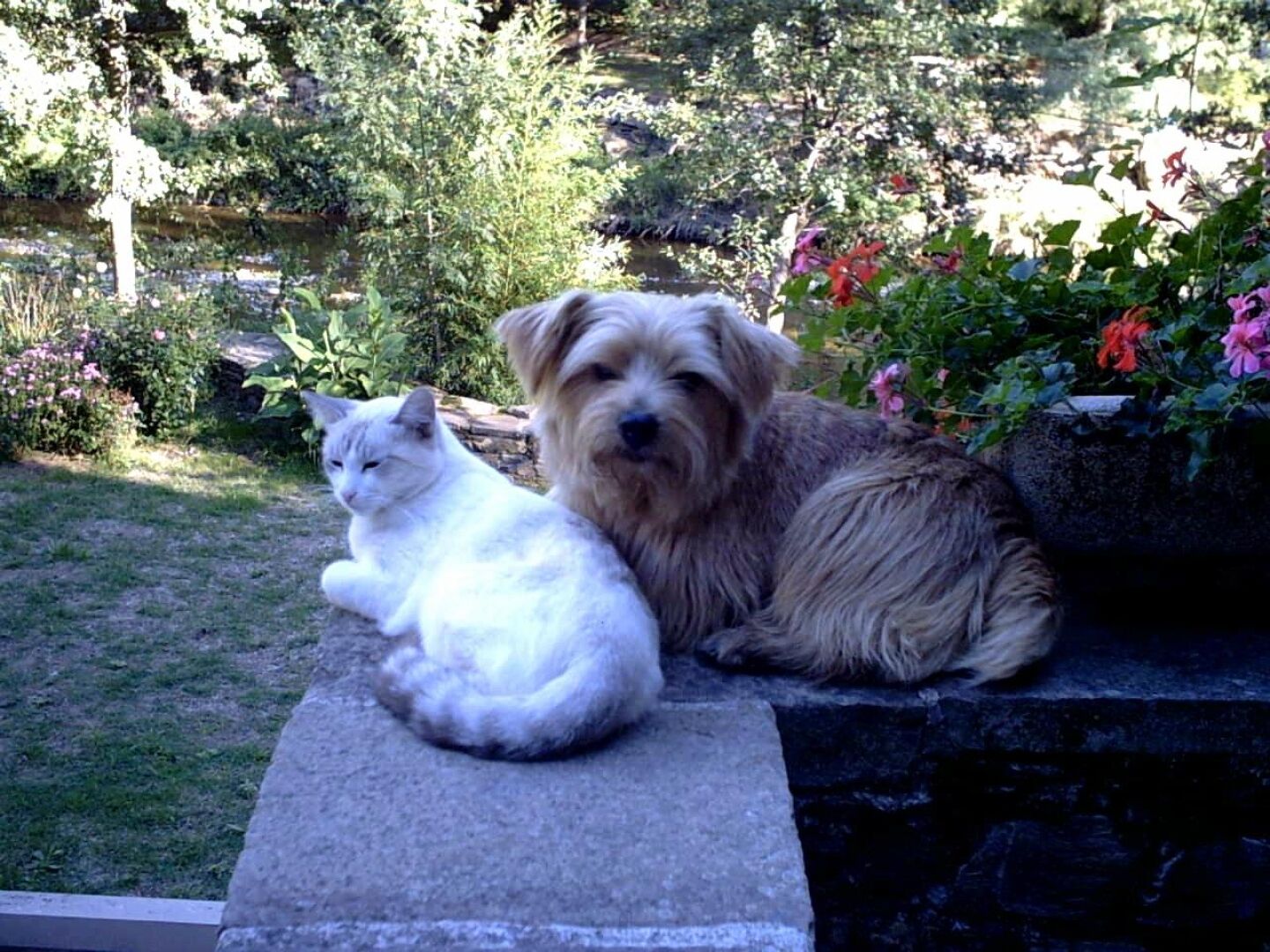 Un jardín con un banco de piedra donde un gato blanco y un perro marrón están sentados.