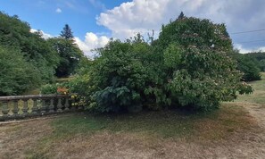 Property grounds - Les Sapins - MAZAMET (MAZAMET)