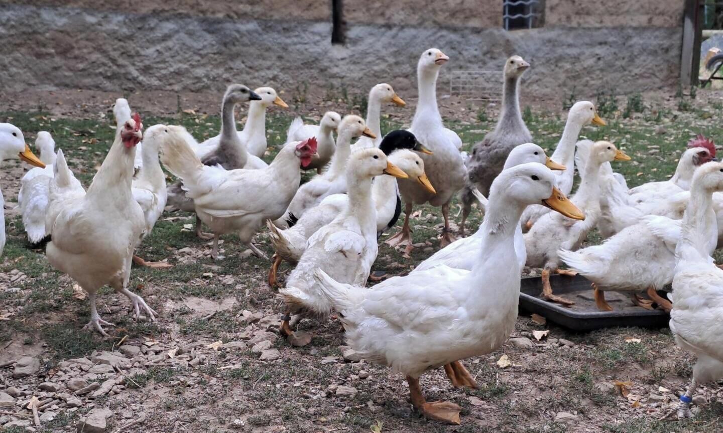 Eine Gruppe Enten in einem Außenbereich mit einem Erdboden und einer Metallkonstruktion im Hintergrund.