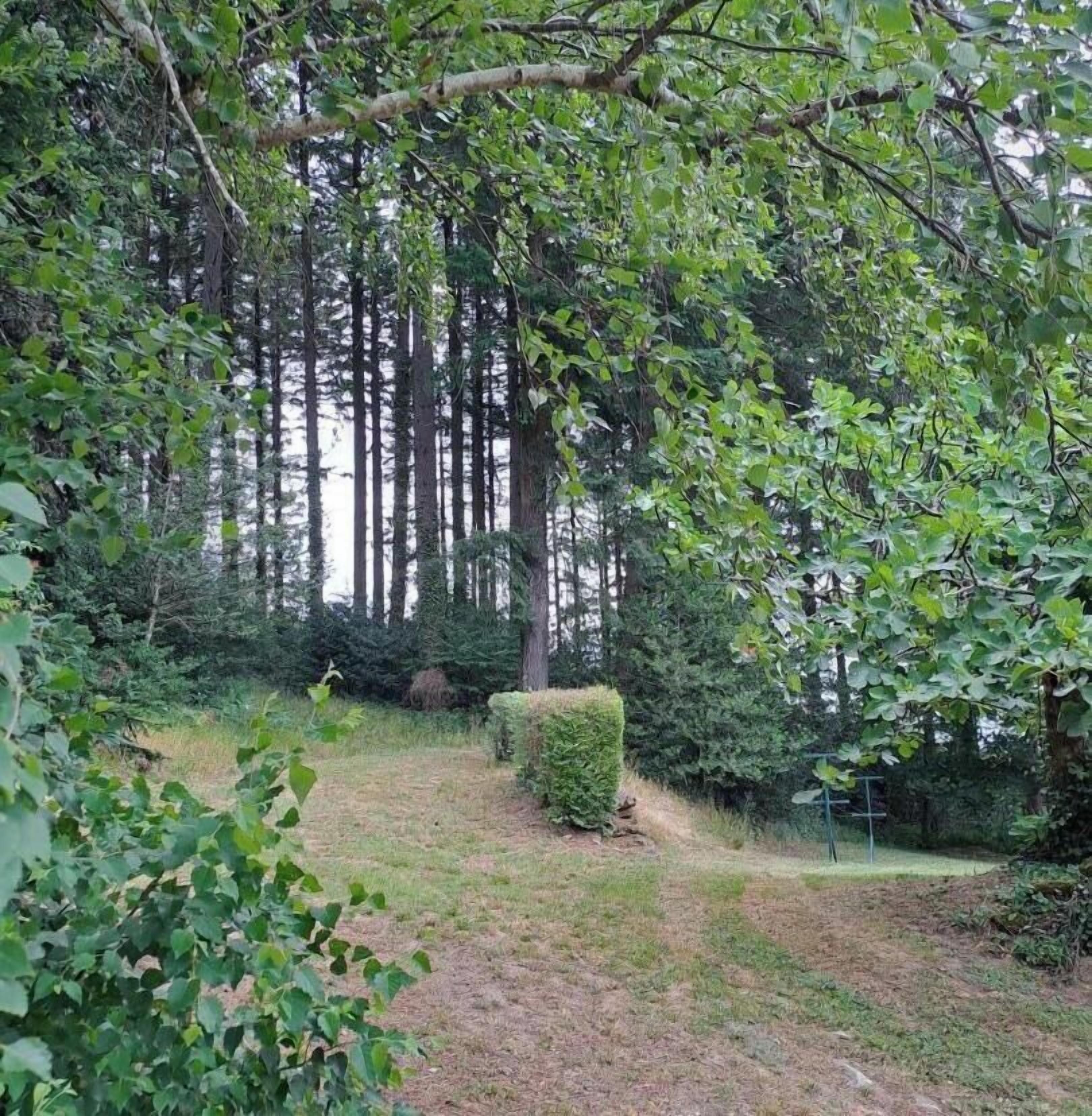 Ein bewaldetes Gebiet mit einem deutlichen Pfad, dichten B äumen und einer ordentlich geschnittenen Hecke.