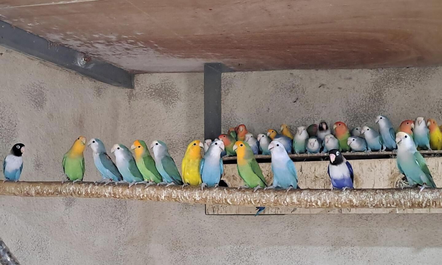 Un grupo de pájaros sobre un posadero.