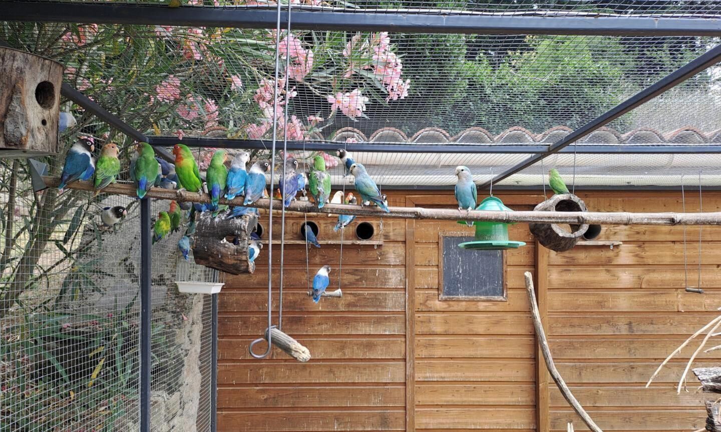 Ein hölzerner Vogelkäfig mit mehreren Sitzstangen und Vogelhäusern.