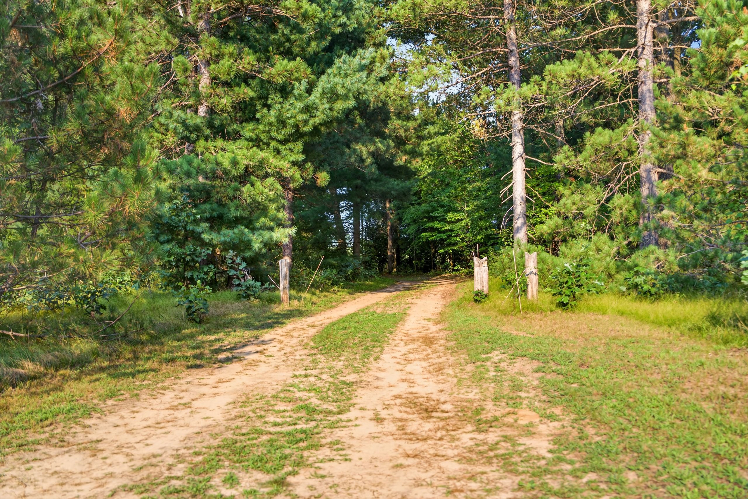 Ein unbefestigter Weg durch einen Wald mit hohen Kiefern.
