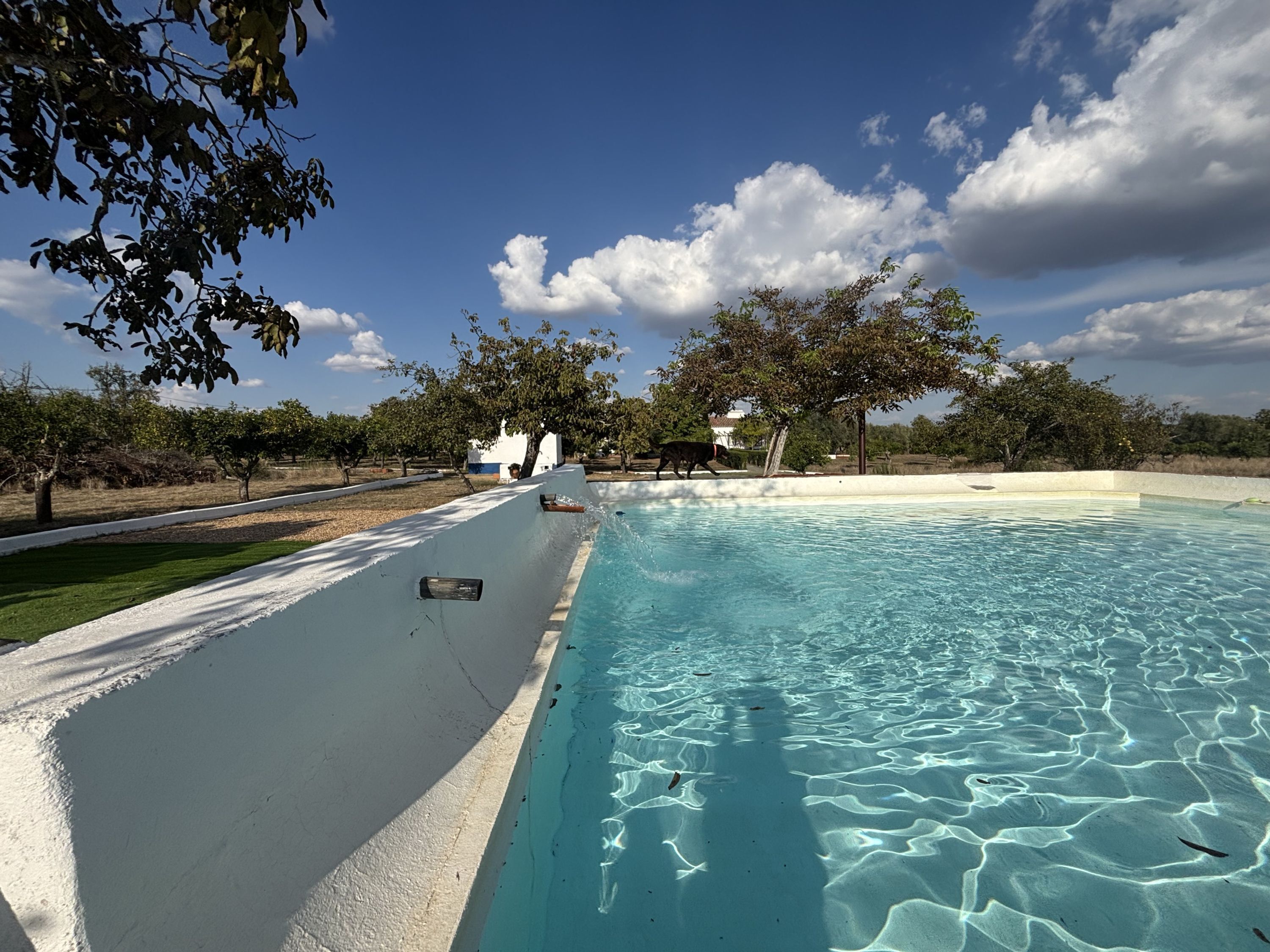 Una piscina con agua azul cristalina, rodeada de árboles y un edificio blanco al fondo.