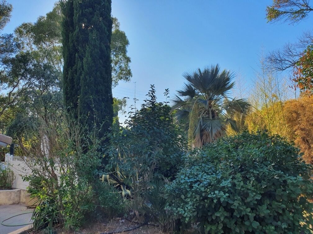 A garden with various plants and trees, including a tall cypress and a palm tree.
