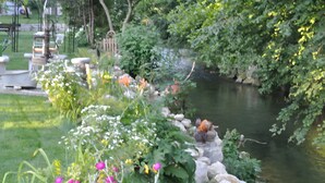 Un jardín con un estanque, escalones de piedra y diversas plantas.