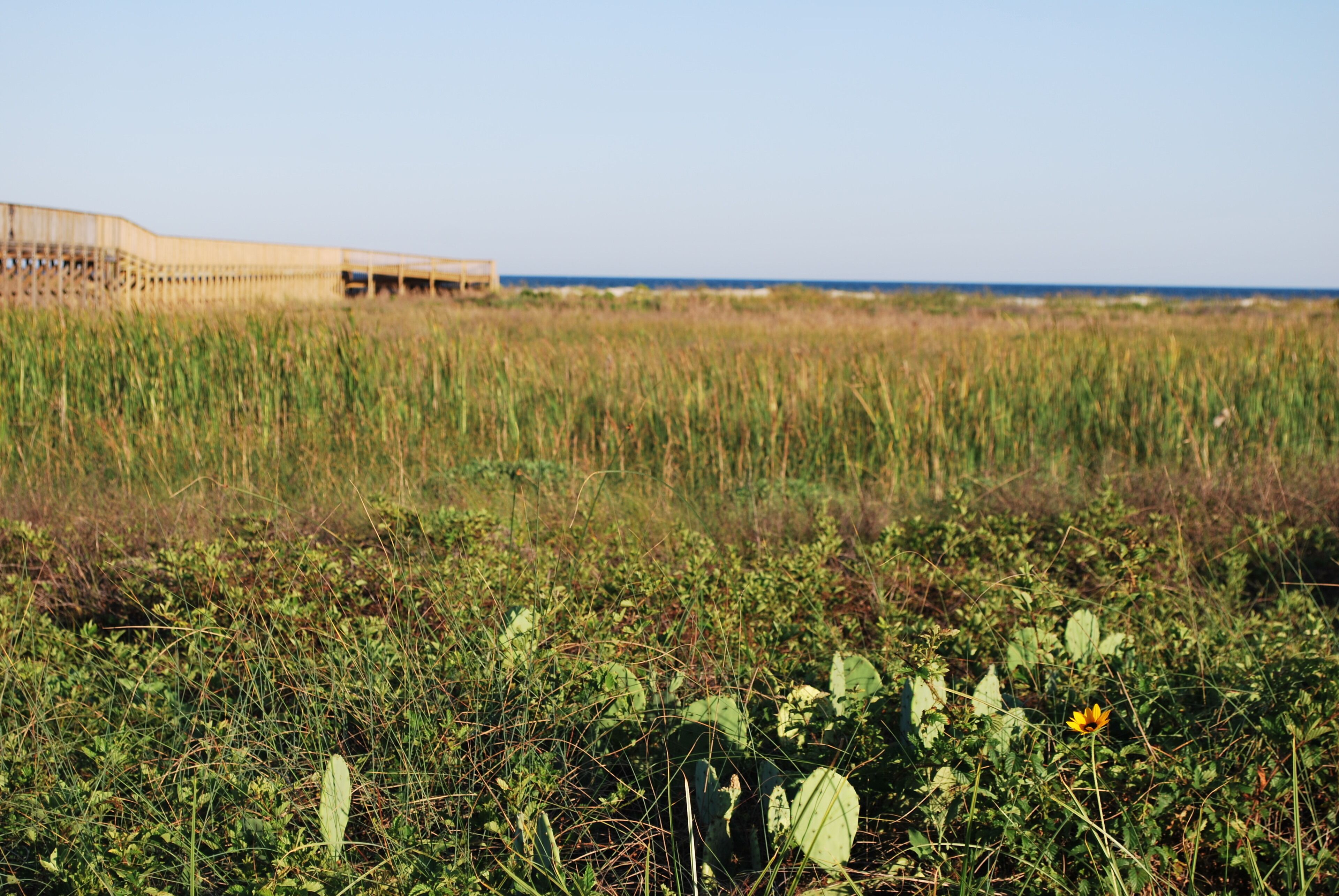 Een kustlandschap met een gebouw op de achtergrond.
