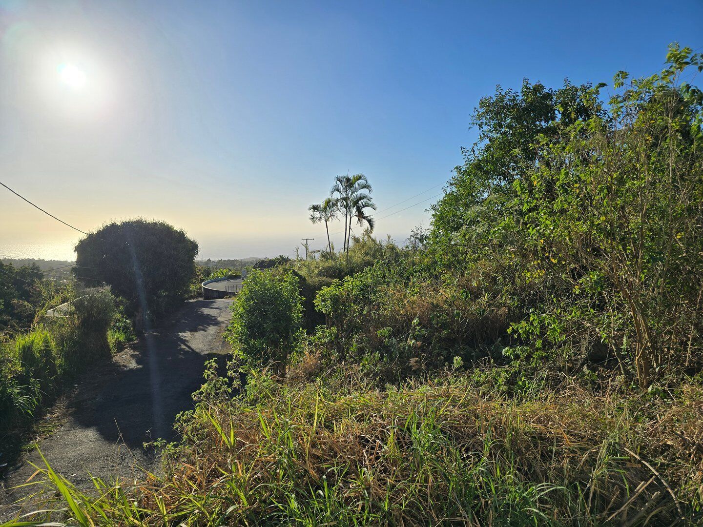 A rural road surrounded by dense vegetation and palm trees.