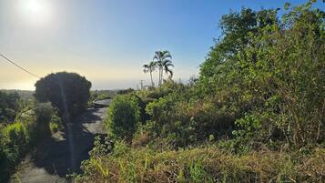 A rural road surrounded by dense vegetation and palm trees.
