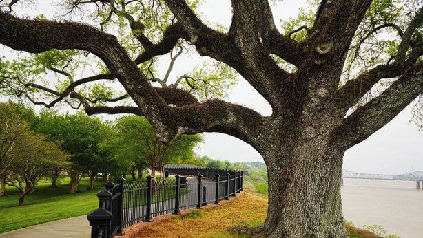 Un grand arbre, une clôture et un sentier dans un parc.