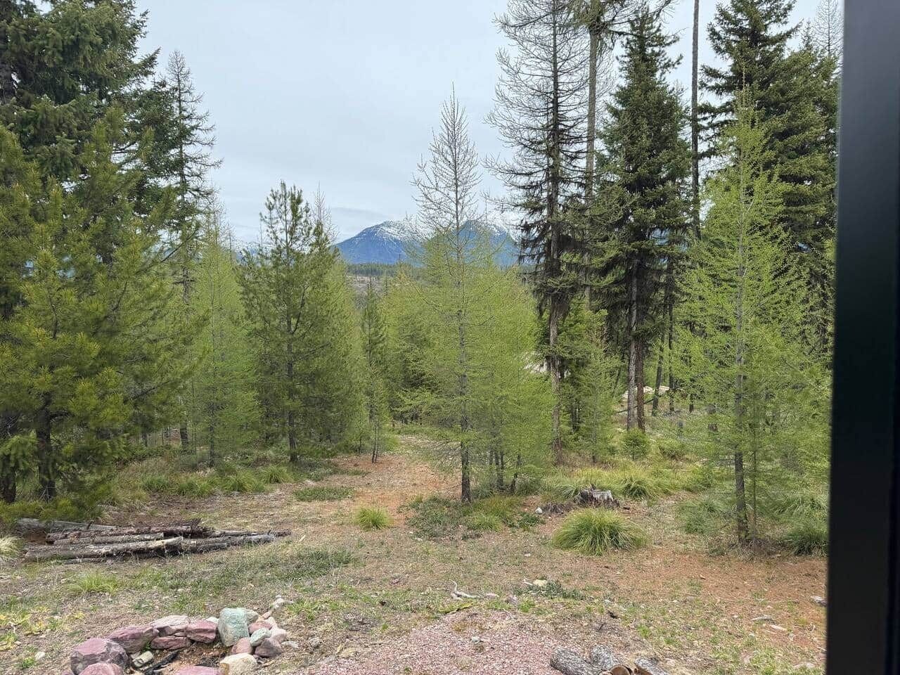 A forested area with a mountain in the background.