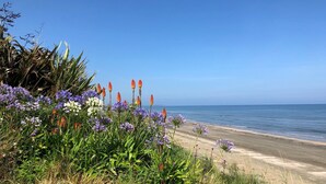 Una spiaggia con una varietà di fiori selvatici e vista libera sull'oceano.