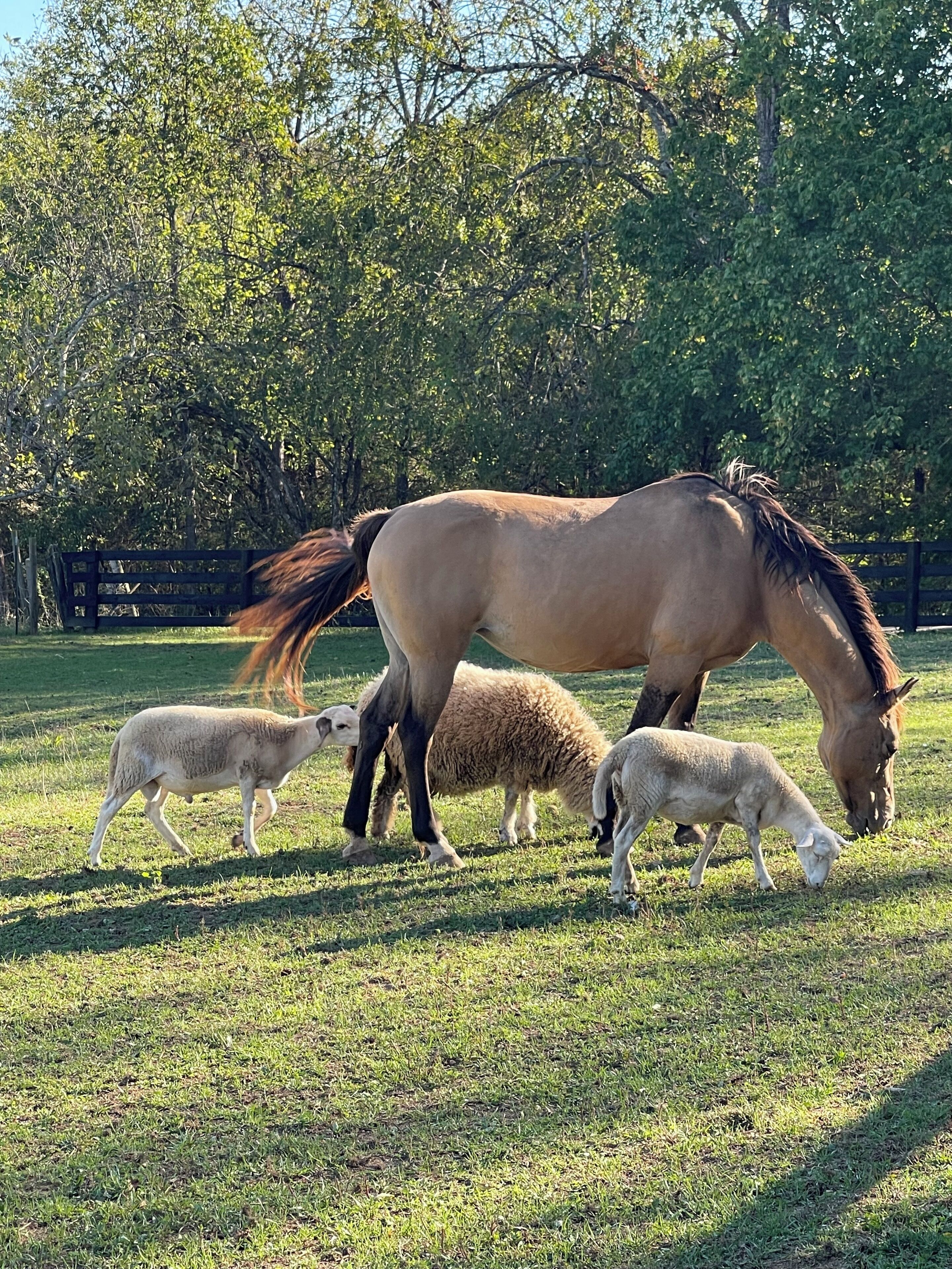 A stable with a horse and two lambs grazing in a grassy field.