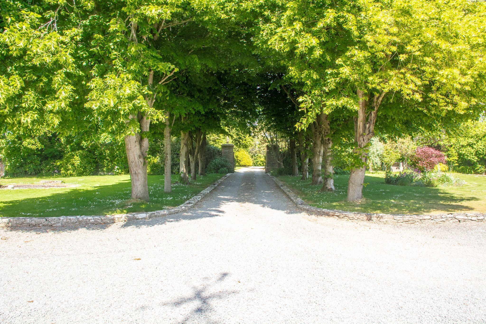 A tree-lined road in a park.