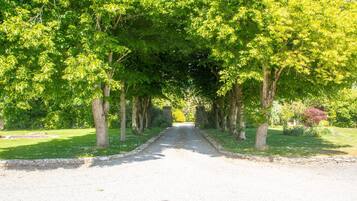A tree-lined road in a park.