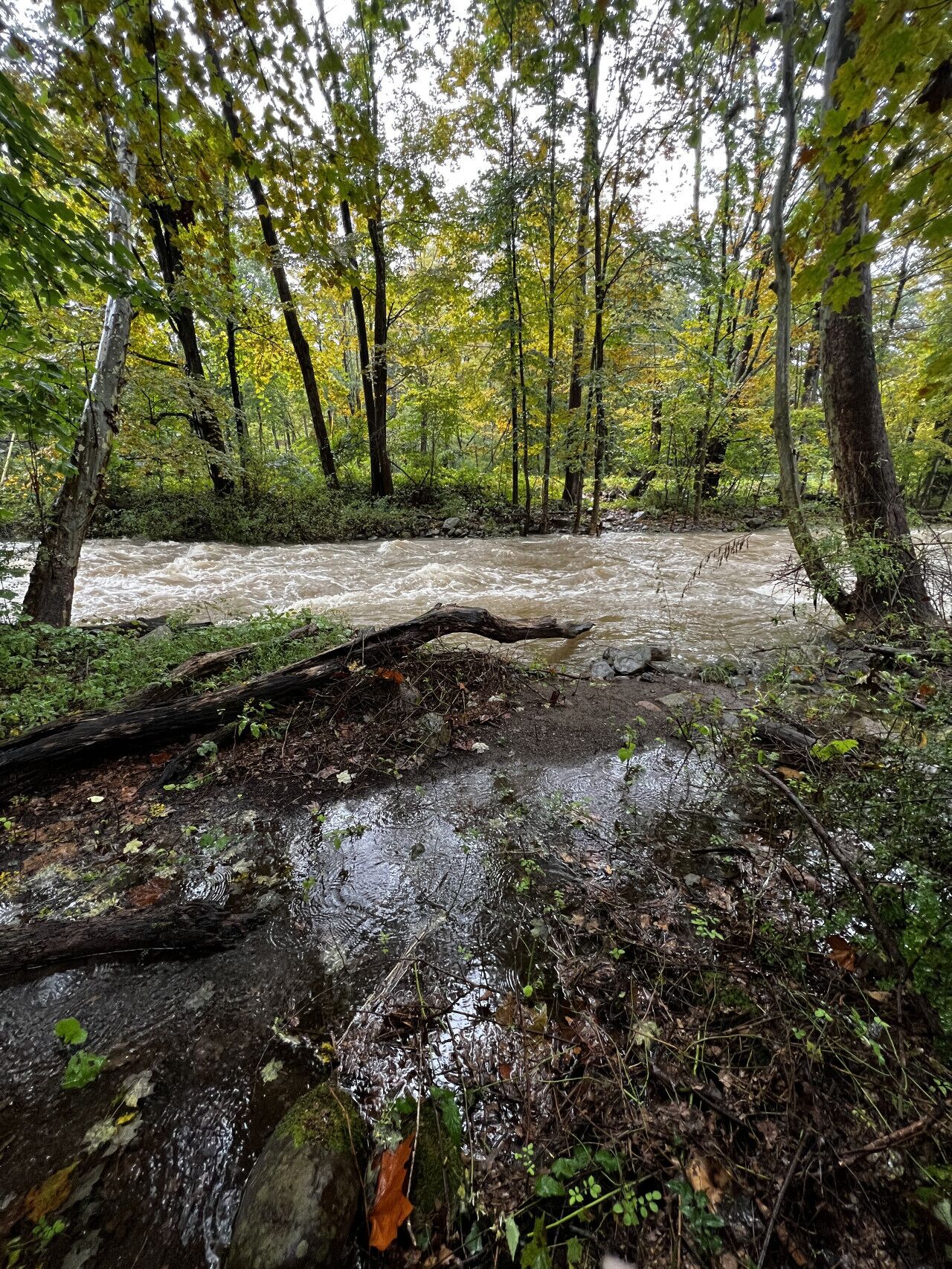 Een bebost gebied met een rivier, bomen en een omgevallen boomstam.