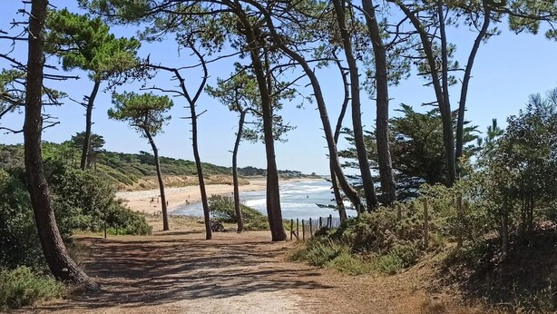 Ein Feldweg führt zu einem Strand mit Holzzaun und Kiefern.