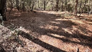 Un área boscosa con un camino de tierra.