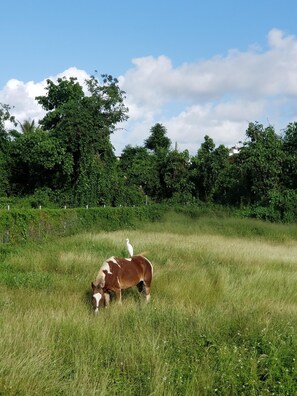 Een paard dat graast in een grasveld met bomen op de achtergrond.