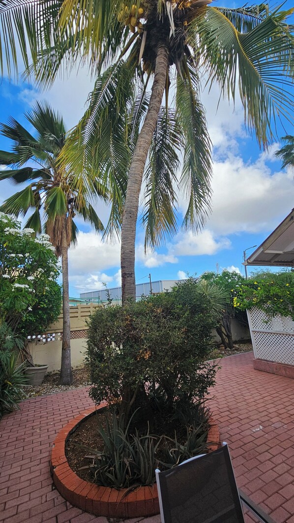 A paved outdoor area with palm trees, a small bush, and a brick pathway.