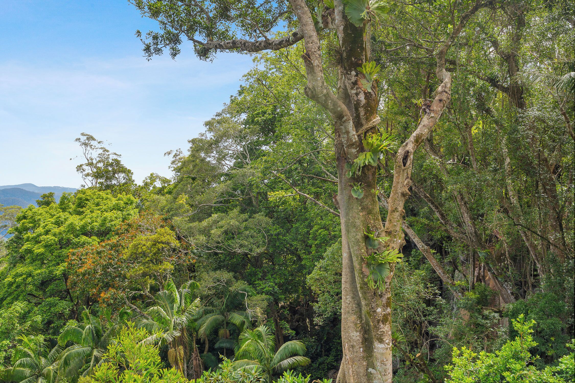 A dense tropical forest with a prominent tree trunk in the foreground.