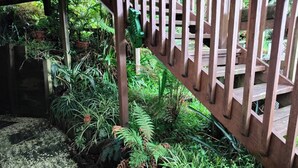 Property grounds - Escape to Tranquility in Rotorua's Heart (Rotorua)