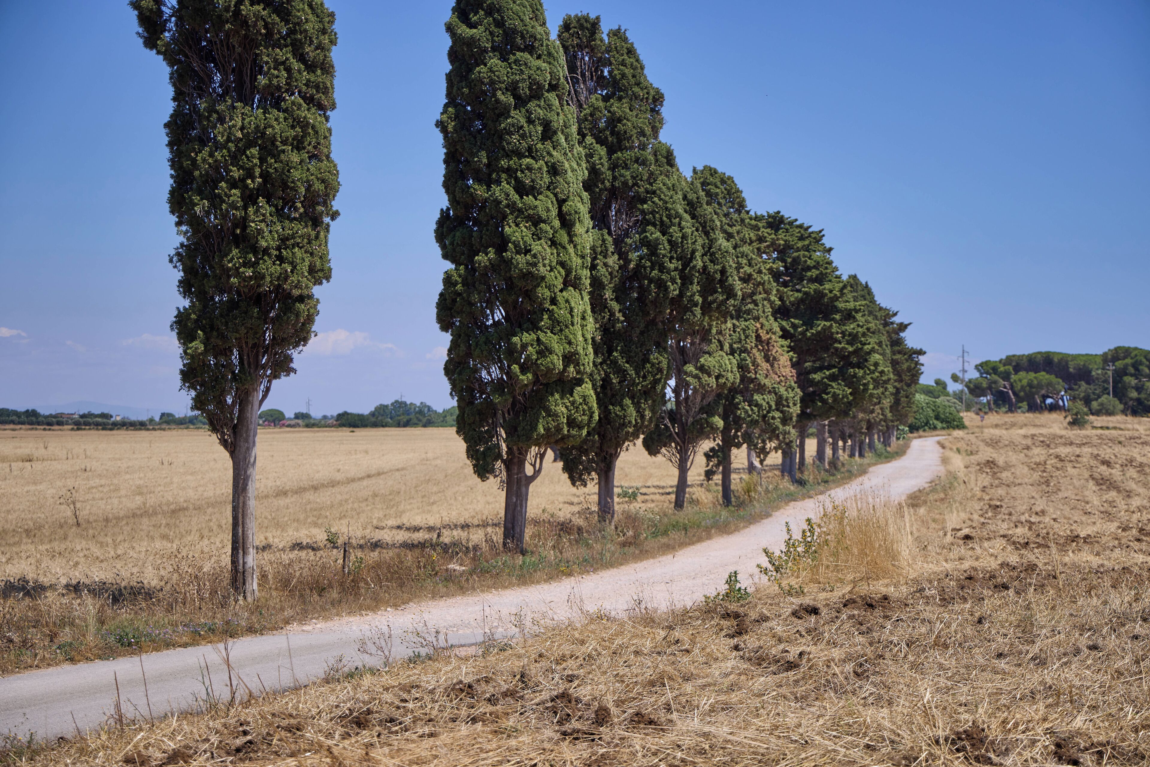 A rural road lined with tall, slender trees in a dry field.
