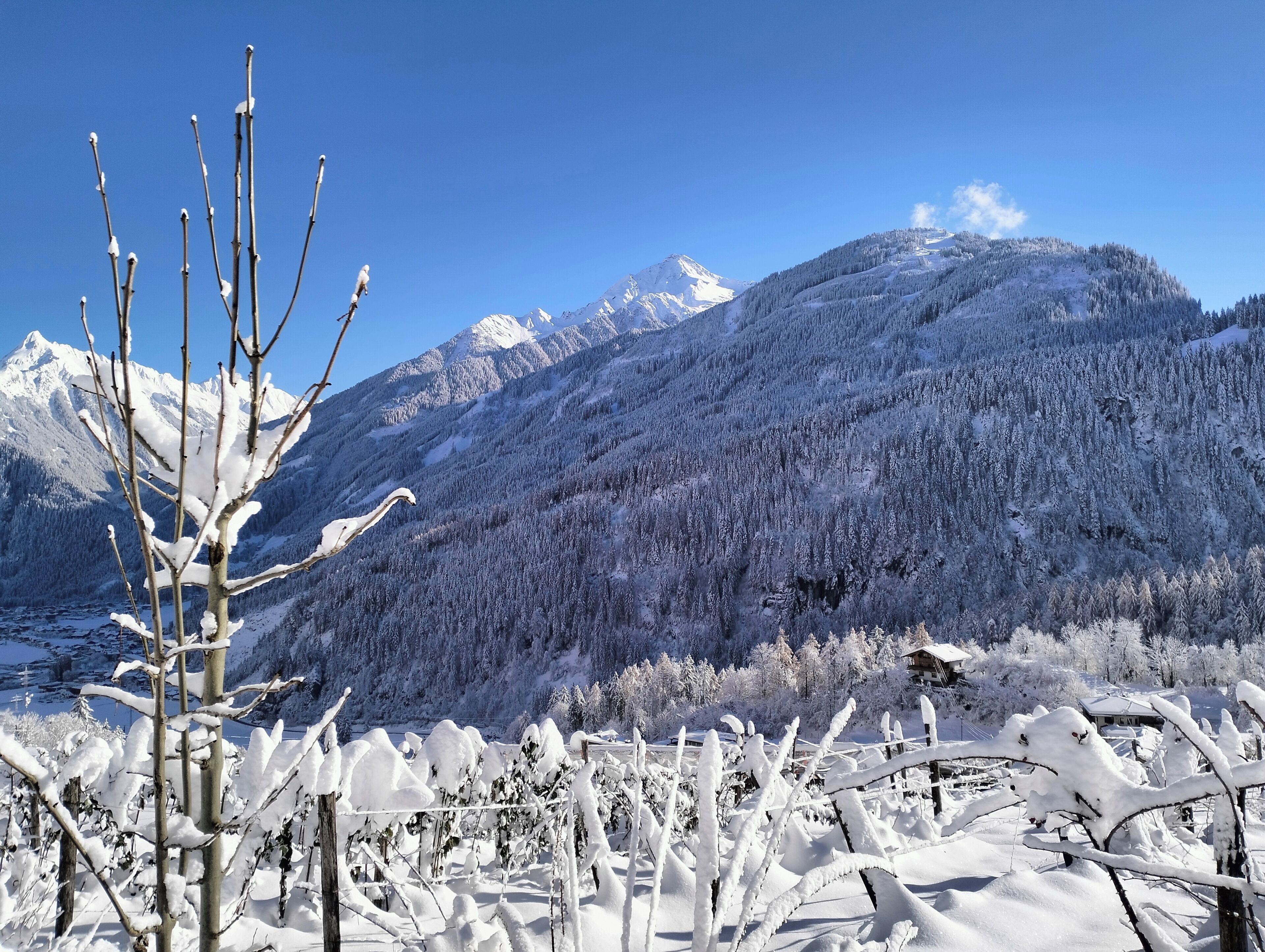 A mountainous landscape with snow-covered trees and a clear blue sky.
