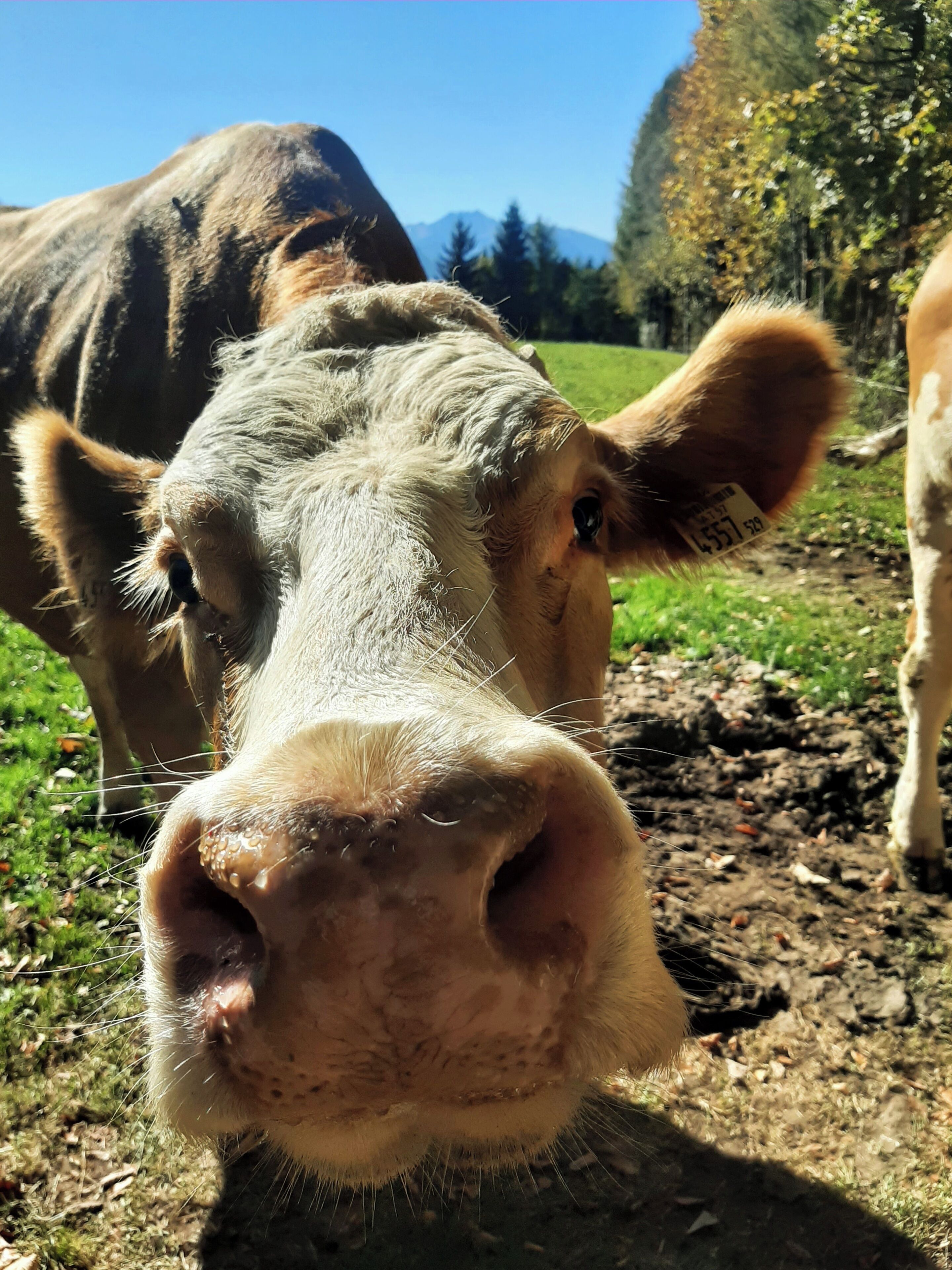 Un gros plan du visage d’une vache, avec une étiquette attachée à son oreille.