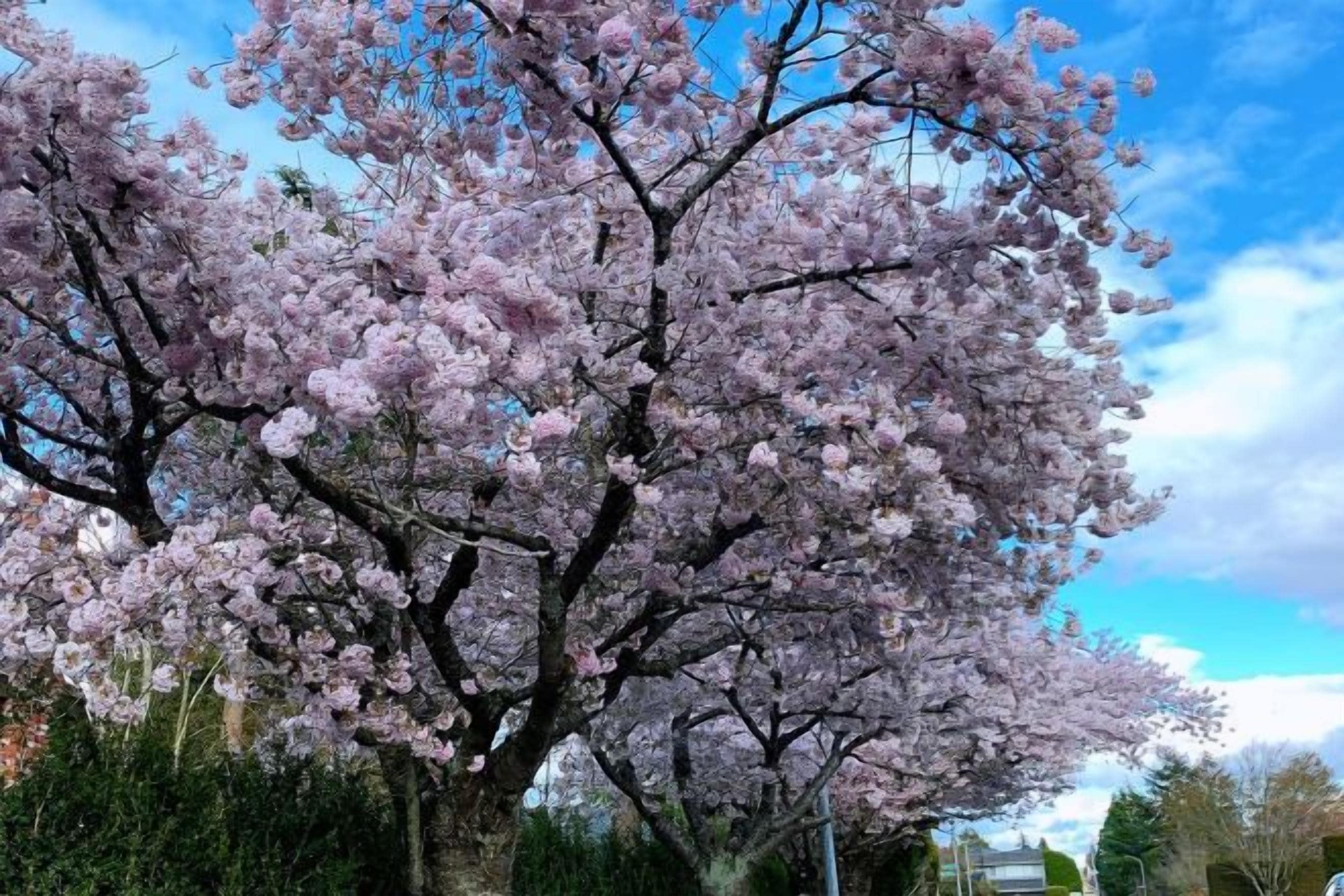 A cherry blossom tree with dense pink flowers.