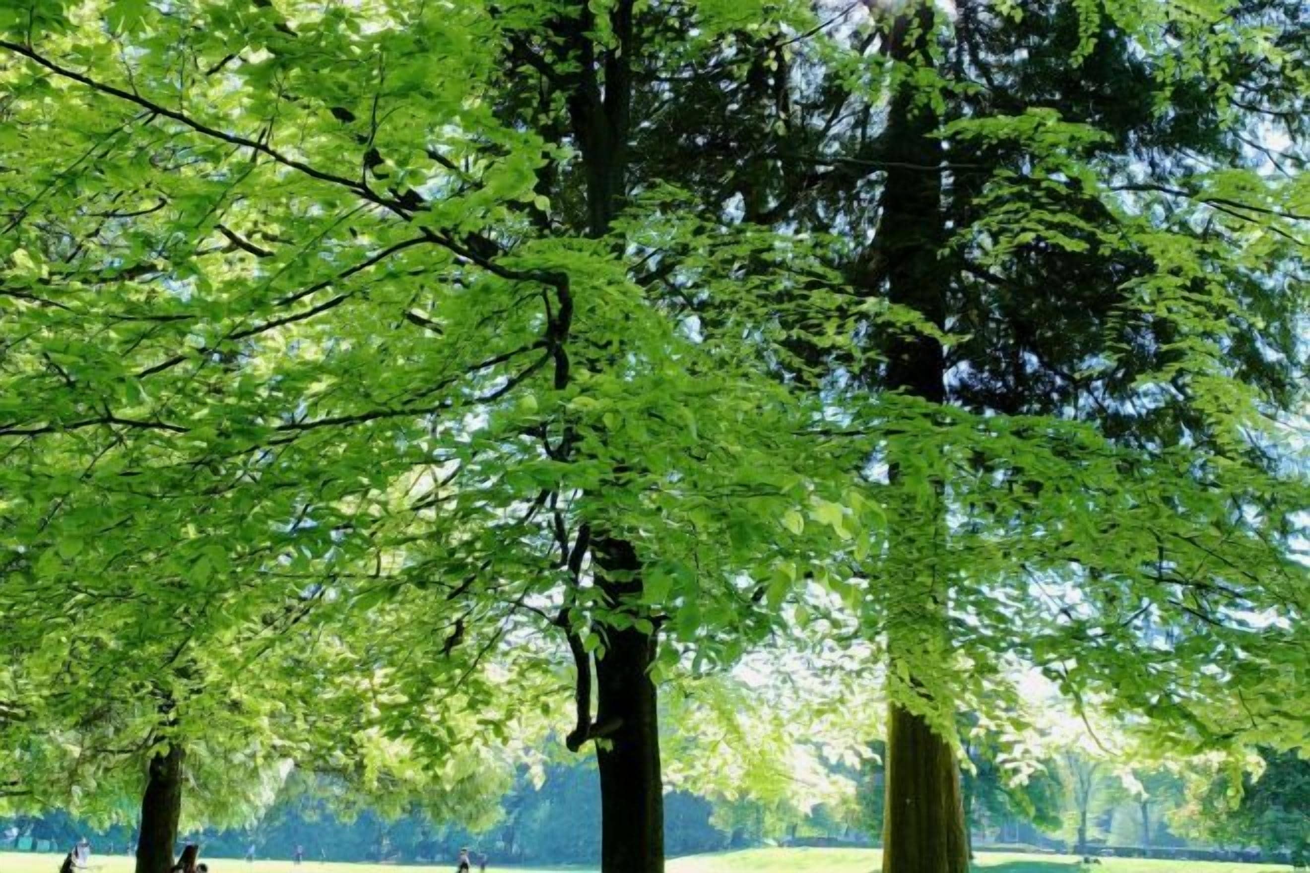A park with tall trees and a grassy field.